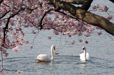 Image showing two white swans under blooming tree