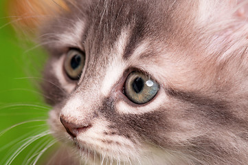 Image showing Portrait of kitten