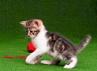 Image showing Cute kitten