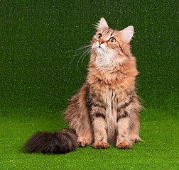 Image showing Cat adult