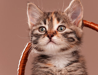 Image showing Cute kitten