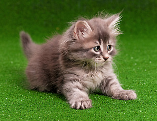 Image showing Cute kitten