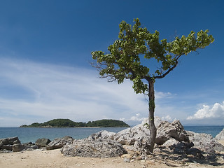 Image showing Tree on the beach
