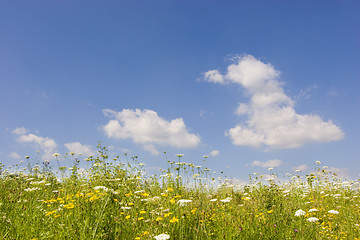 Image showing Summer sky an meadow