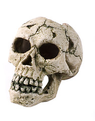 Image showing skull