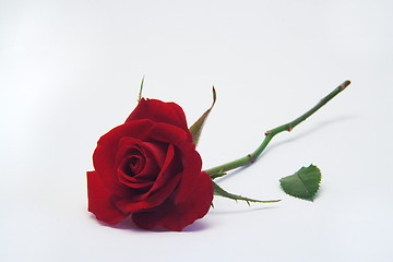 Image showing Red rose