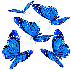 Image showing Butterflies