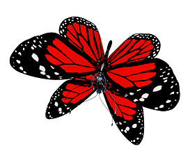 Image showing Butterfly