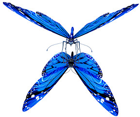 Image showing Butterfly