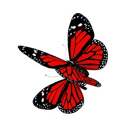 Image showing Butterfly