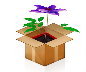 Image showing Clematis in a pot out of the box