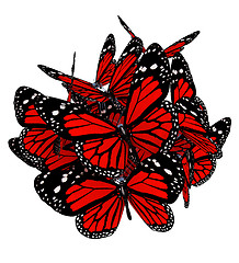 Image showing Butterflies