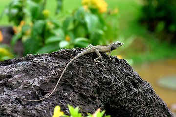 Image showing lizard