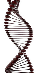 Image showing DNA structure model 