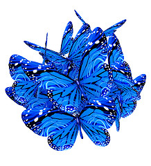 Image showing Butterflies