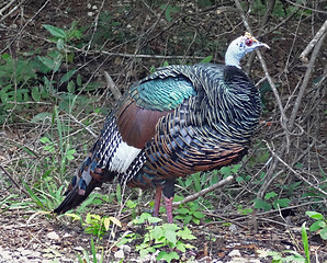 Image showing Wild turkey