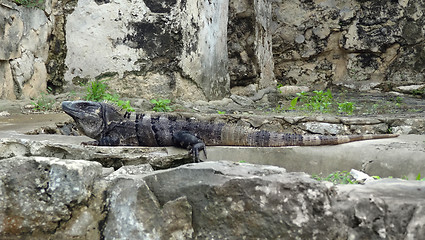 Image showing big lizard