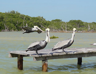 Image showing Pelicans on pier