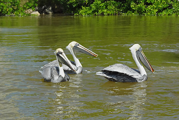 Image showing Pelicans