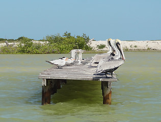 Image showing water birds on pier