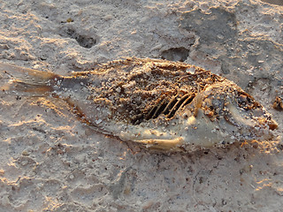 Image showing dead fish in the sand