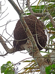 Image showing arboreal termite nest