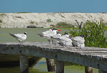 Image showing water birds on pier