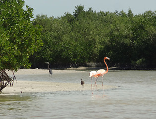 Image showing mexican flamingo