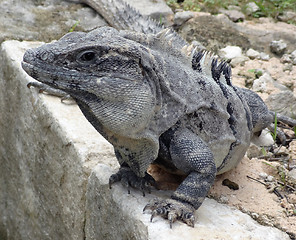 Image showing big lizard portrait