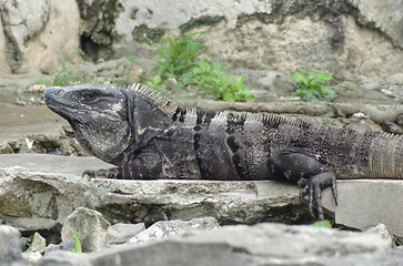 Image showing big lizard