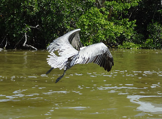 Image showing flying Pelican