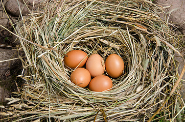 Image showing small chicken eggs in nest of hay outdoor 