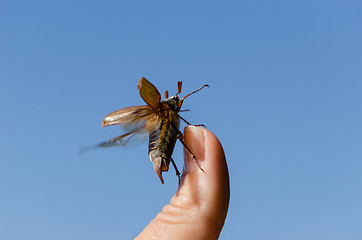 Image showing maybug crawl human finger tip  antennas 