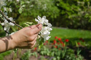 Image showing hand hold white apple tree blossom on garden  