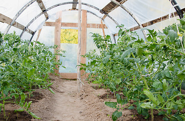 Image showing view inside greenhouse grown tomato plants 