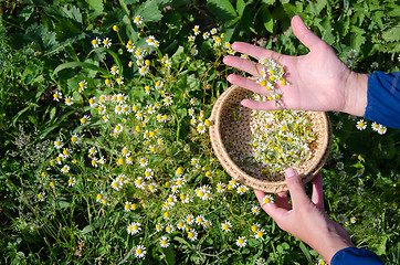 Image showing female hand pick camomile herb flower blooms 