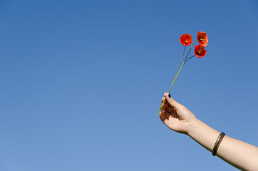 Image showing Woman hand hold poppy flower blooms on blue sky 