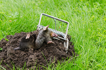 Image showing Dead mole caught steel trap lie near mole hill 