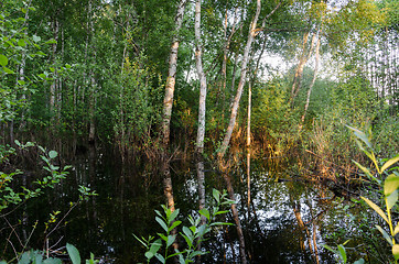 Image showing flooded forest trees sunset reflections on water 