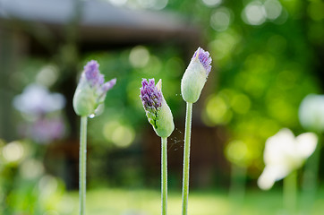 Image showing unexpanded garlic flower buds with dew drops 