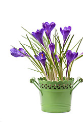 Image showing Crocus flower in the spring