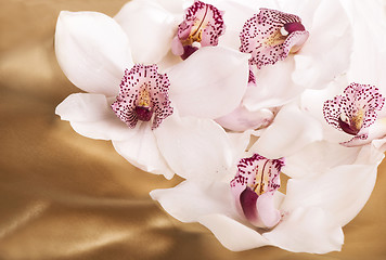 Image showing Close-up of white orchids flowers