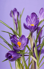 Image showing Crocus flower in the spring