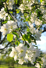 Image showing Apple blossoms in spring