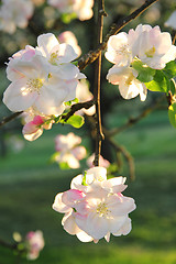 Image showing Apple blossoms in spring