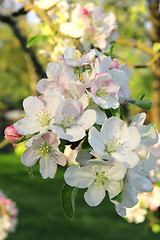 Image showing Apple blossoms in spring 