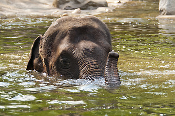 Image showing Elephants in the water