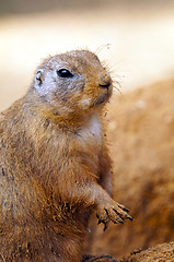 Image showing Black-tailed prairie dog