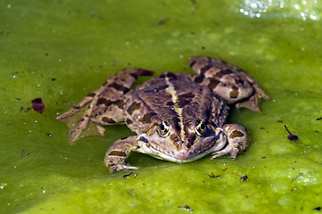 Image showing Frog