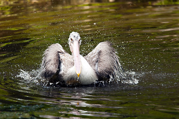 Image showing Young pelican